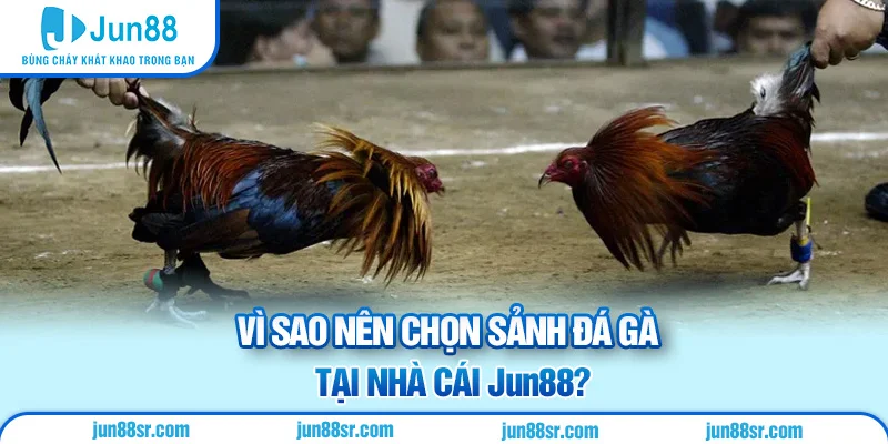 Đá Gà 4 Vì sao nên chọn sảnh đá gà tại nhà cái Jun88?