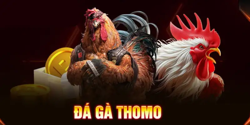 Đá Gà Thomo - Hướng Dẫn Đá Gà Cho Tân Thủ Jun88 2025 2 Các dạng đá gà Thomo phổ biến hiện nay